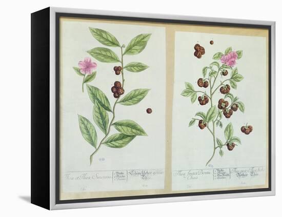 Tea and China Tea, Plate from 'Herbarium Blackwellianum' Published 1757 in Nuremberg, Germany-Elizabeth Blackwell-Framed Premier Image Canvas