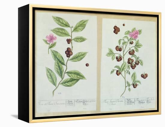 Tea and China Tea, Plate from 'Herbarium Blackwellianum' Published 1757 in Nuremberg, Germany-Elizabeth Blackwell-Framed Premier Image Canvas