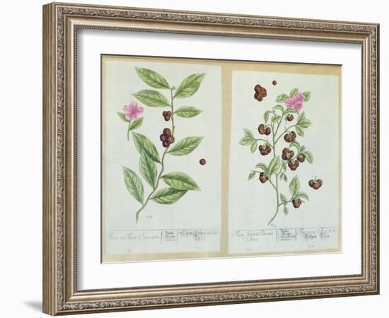 Tea and China Tea, Plate from 'Herbarium Blackwellianum' Published 1757 in Nuremberg, Germany-Elizabeth Blackwell-Framed Giclee Print