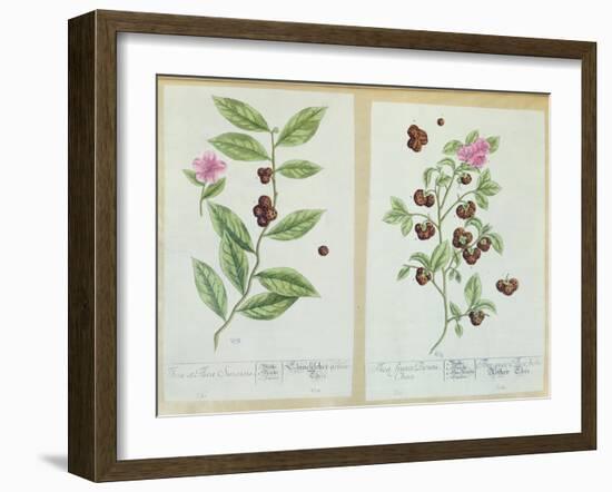 Tea and China Tea, Plate from 'Herbarium Blackwellianum' Published 1757 in Nuremberg, Germany-Elizabeth Blackwell-Framed Giclee Print