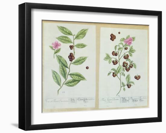 Tea and China Tea, Plate from 'Herbarium Blackwellianum' Published 1757 in Nuremberg, Germany-Elizabeth Blackwell-Framed Giclee Print