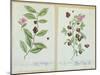 Tea and China Tea, Plate from 'Herbarium Blackwellianum' Published 1757 in Nuremberg, Germany-Elizabeth Blackwell-Mounted Giclee Print