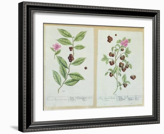 Tea and China Tea, Plate from 'Herbarium Blackwellianum' Published 1757 in Nuremberg, Germany-Elizabeth Blackwell-Framed Giclee Print