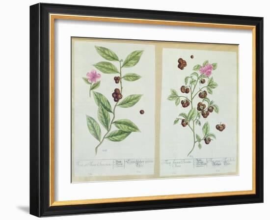 Tea and China Tea, Plate from 'Herbarium Blackwellianum' Published 1757 in Nuremberg, Germany-Elizabeth Blackwell-Framed Giclee Print