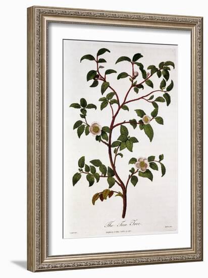 Tea: Branch of Camellia Sinensis, 1798-null-Framed Giclee Print