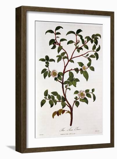 Tea: Branch of Camellia Sinensis, 1798-null-Framed Giclee Print