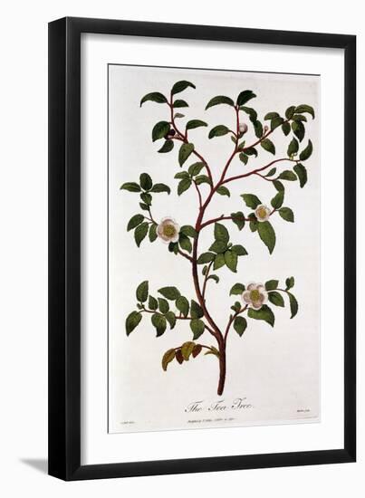 Tea: Branch of Camellia Sinensis, 1798-null-Framed Giclee Print
