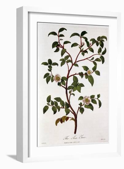 Tea: Branch of Camellia Sinensis, 1798-null-Framed Giclee Print