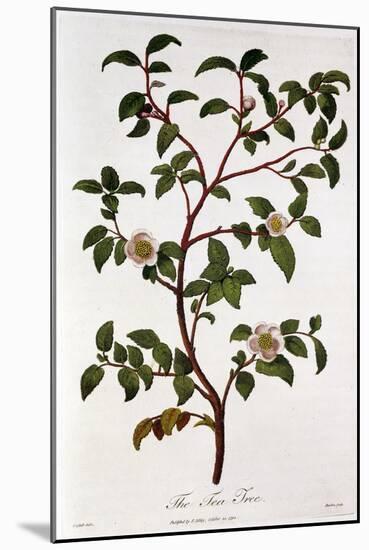 Tea: Branch of Camellia Sinensis, 1798-null-Mounted Giclee Print