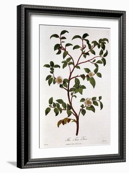 Tea: Branch of Camellia Sinensis, 1798-null-Framed Giclee Print