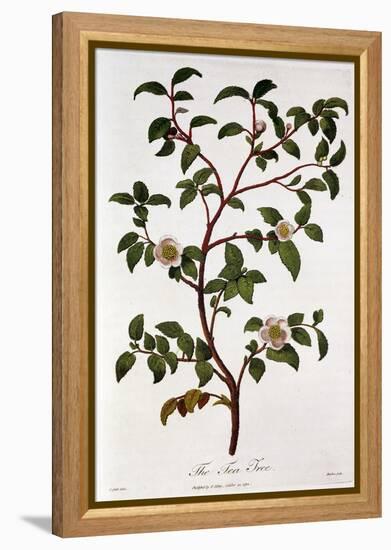 Tea: Branch of Camellia Sinensis, 1798-null-Framed Premier Image Canvas