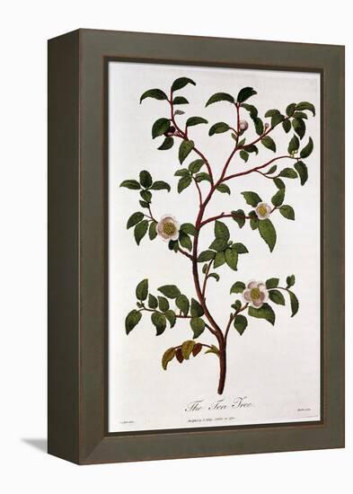 Tea: Branch of Camellia Sinensis, 1798-null-Framed Premier Image Canvas