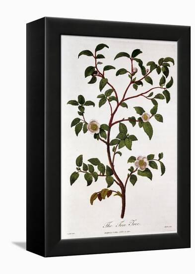 Tea: Branch of Camellia Sinensis, 1798-null-Framed Premier Image Canvas