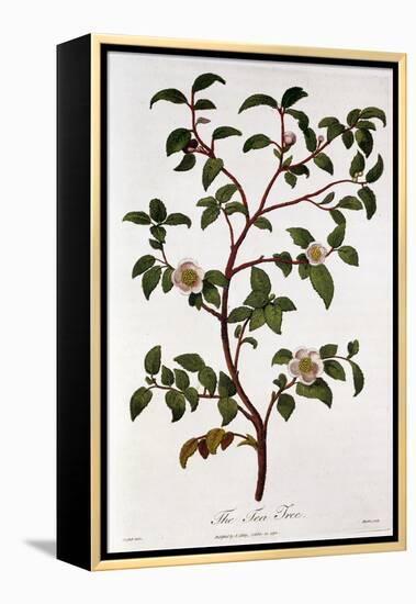Tea: Branch of Camellia Sinensis, 1798-null-Framed Premier Image Canvas
