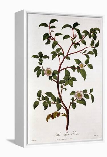 Tea: Branch of Camellia Sinensis, 1798-null-Framed Premier Image Canvas