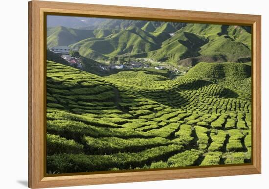 Tea (Camellia Sinensis) Estate-Bjorn Svensson-Framed Premier Image Canvas