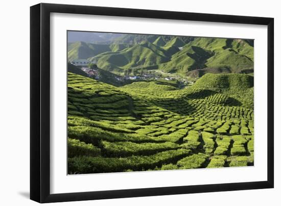 Tea (Camellia Sinensis) Estate-Bjorn Svensson-Framed Photographic Print