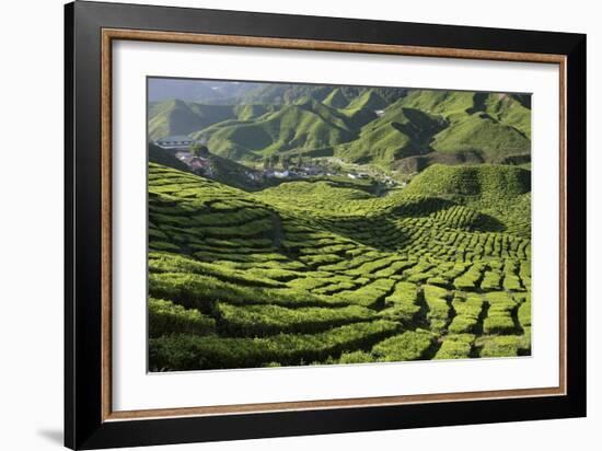 Tea (Camellia Sinensis) Estate-Bjorn Svensson-Framed Photographic Print