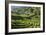 Tea (Camellia Sinensis) Estate-Bjorn Svensson-Framed Photographic Print