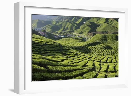 Tea (Camellia Sinensis) Estate-Bjorn Svensson-Framed Photographic Print