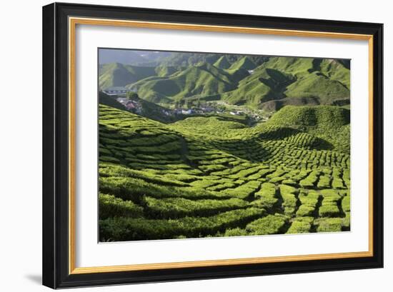 Tea (Camellia Sinensis) Estate-Bjorn Svensson-Framed Photographic Print