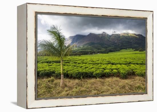 Tea Estate on Mount Mulanje, Malawi, Africa-Michael Runkel-Framed Premier Image Canvas