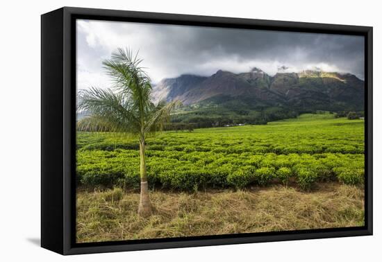 Tea Estate on Mount Mulanje, Malawi, Africa-Michael Runkel-Framed Premier Image Canvas