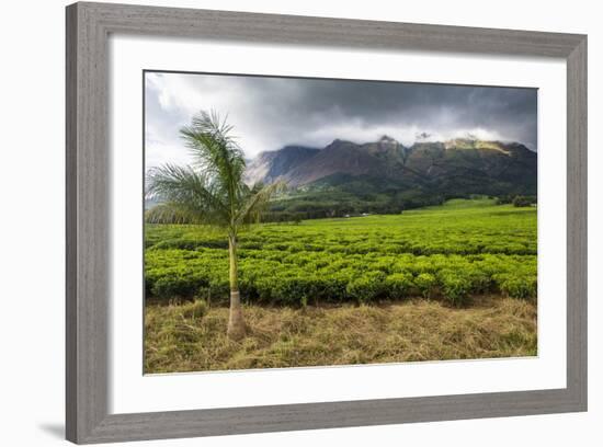 Tea Estate on Mount Mulanje, Malawi, Africa-Michael Runkel-Framed Photographic Print