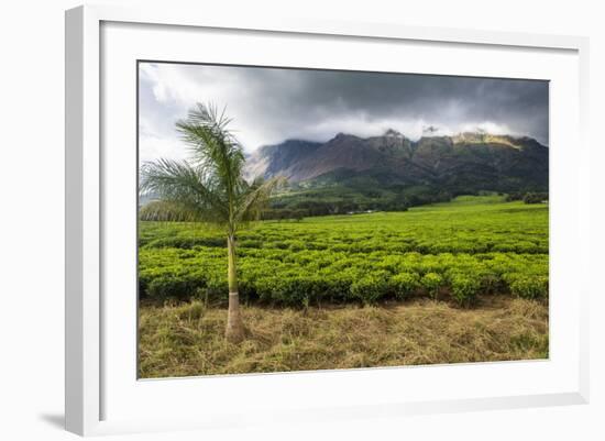 Tea Estate on Mount Mulanje, Malawi, Africa-Michael Runkel-Framed Photographic Print