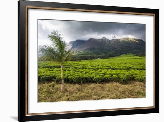 Tea Estate on Mount Mulanje, Malawi, Africa-Michael Runkel-Framed Photographic Print