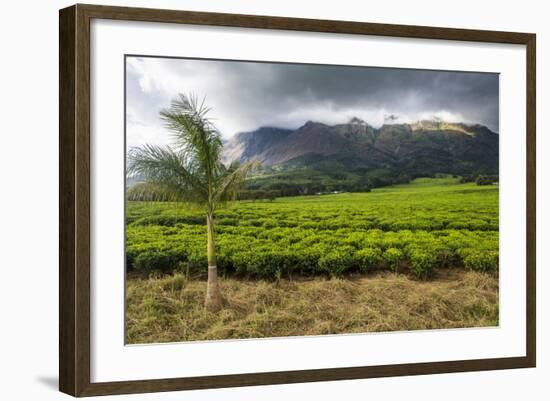 Tea Estate on Mount Mulanje, Malawi, Africa-Michael Runkel-Framed Photographic Print