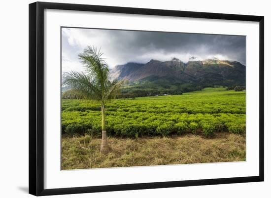 Tea Estate on Mount Mulanje, Malawi, Africa-Michael Runkel-Framed Photographic Print