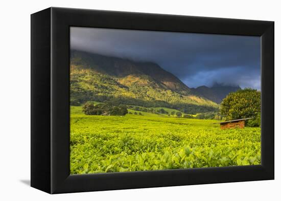 Tea Estate on Mount Mulanje, Malawi, Africa-Michael Runkel-Framed Premier Image Canvas