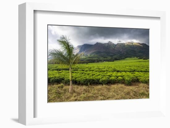 Tea Estate on Mount Mulanje, Malawi, Africa-Michael Runkel-Framed Photographic Print