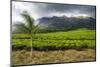 Tea Estate on Mount Mulanje, Malawi, Africa-Michael Runkel-Mounted Photographic Print