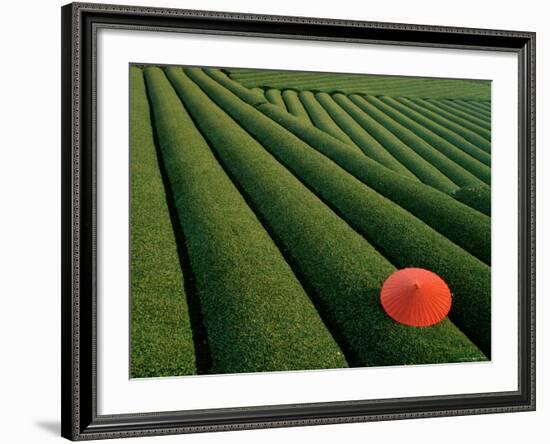 Tea Fields, Fuji, Honshu, Japan-Steve Vidler-Framed Photographic Print