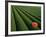 Tea Fields, Fuji, Honshu, Japan-Steve Vidler-Framed Photographic Print