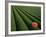 Tea Fields, Fuji, Honshu, Japan-Steve Vidler-Framed Photographic Print