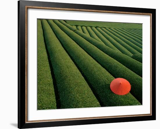 Tea Fields, Fuji, Honshu, Japan-Steve Vidler-Framed Photographic Print