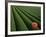 Tea Fields, Fuji, Honshu, Japan-Steve Vidler-Framed Photographic Print