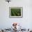 Tea Fields, Fuji, Honshu, Japan-Steve Vidler-Framed Photographic Print displayed on a wall