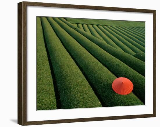 Tea Fields, Fuji, Honshu, Japan-Steve Vidler-Framed Photographic Print