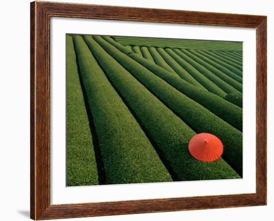 Tea Fields, Fuji, Honshu, Japan-Steve Vidler-Framed Photographic Print