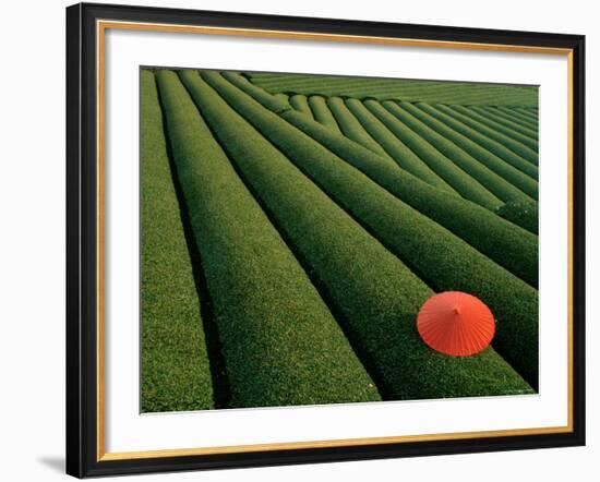 Tea Fields, Fuji, Honshu, Japan-Steve Vidler-Framed Photographic Print