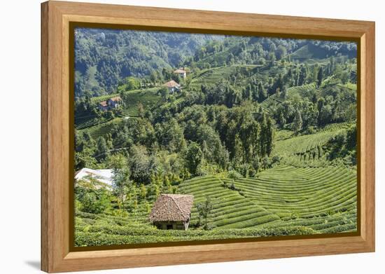 Tea Fields in Rize, Black Sea Region of Turkey-Ali Kabas-Framed Premier Image Canvas