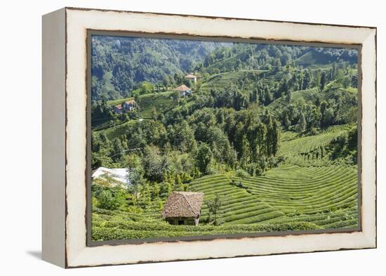 Tea Fields in Rize, Black Sea Region of Turkey-Ali Kabas-Framed Premier Image Canvas