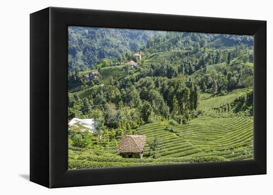 Tea Fields in Rize, Black Sea Region of Turkey-Ali Kabas-Framed Premier Image Canvas