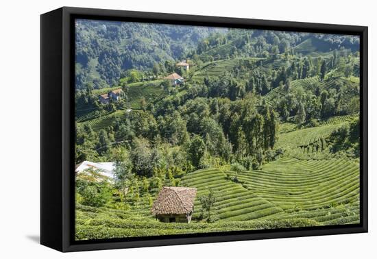 Tea Fields in Rize, Black Sea Region of Turkey-Ali Kabas-Framed Premier Image Canvas