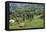 Tea Fields in Rize, Black Sea Region of Turkey-Ali Kabas-Framed Premier Image Canvas