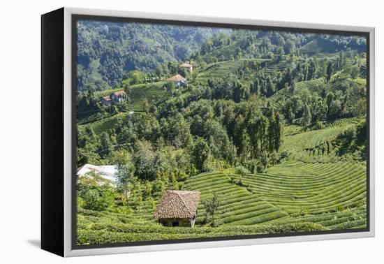 Tea Fields in Rize, Black Sea Region of Turkey-Ali Kabas-Framed Premier Image Canvas